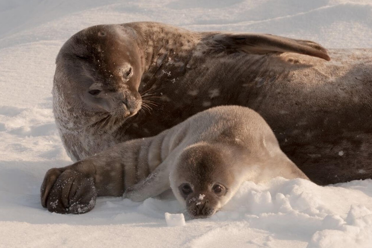 щенок тюленя 
