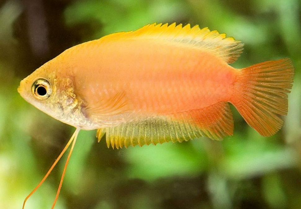 медовый гурами 