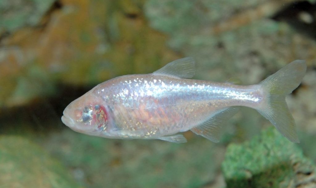 внешний вид слепой рыбы