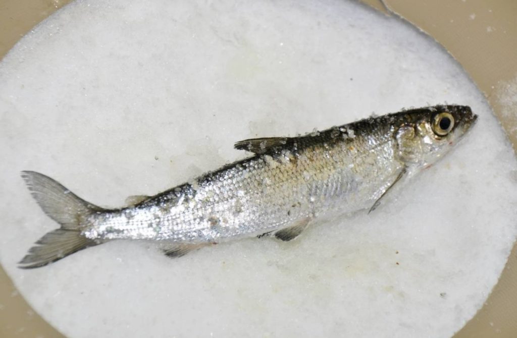 как выглядит рипус 