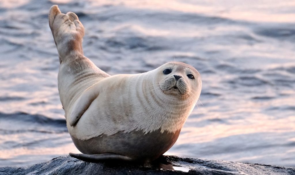 тюлень 