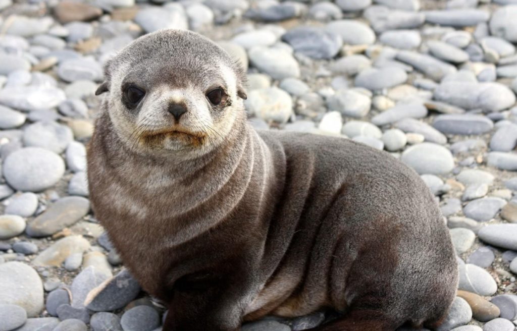 ушастый тюлень 