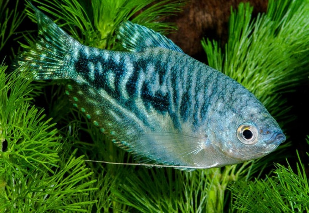 как выглядит гурами 