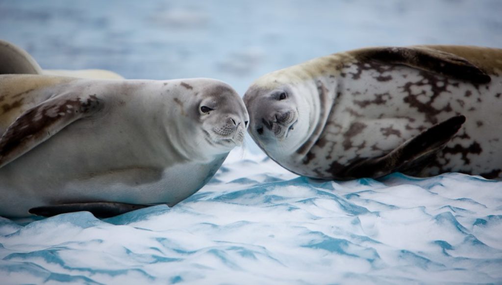 два тюленя крабоеда 