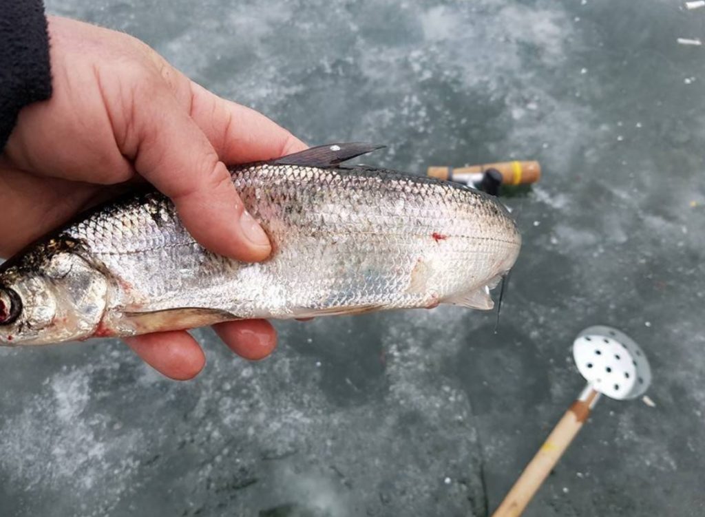 внешний вид рипуса 