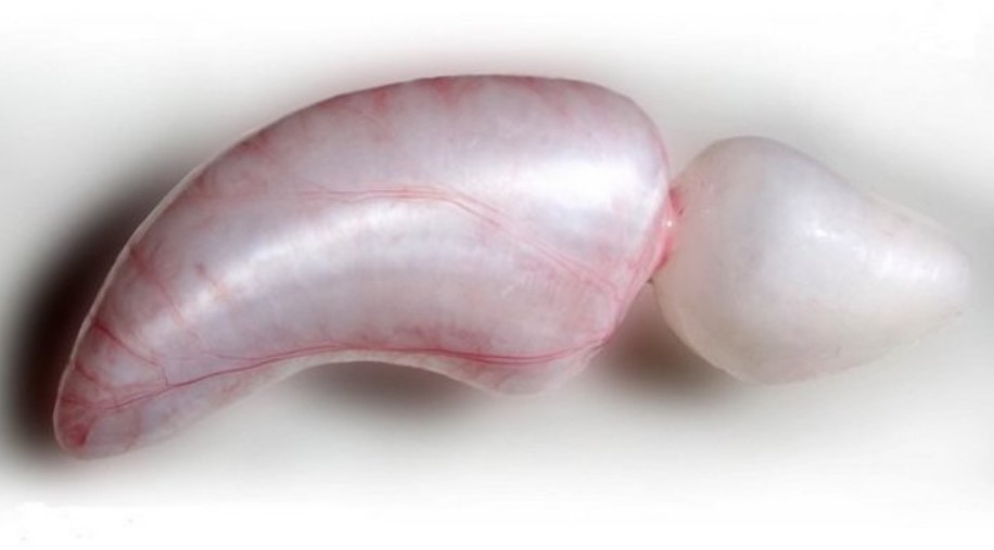 рыбий пузырь  