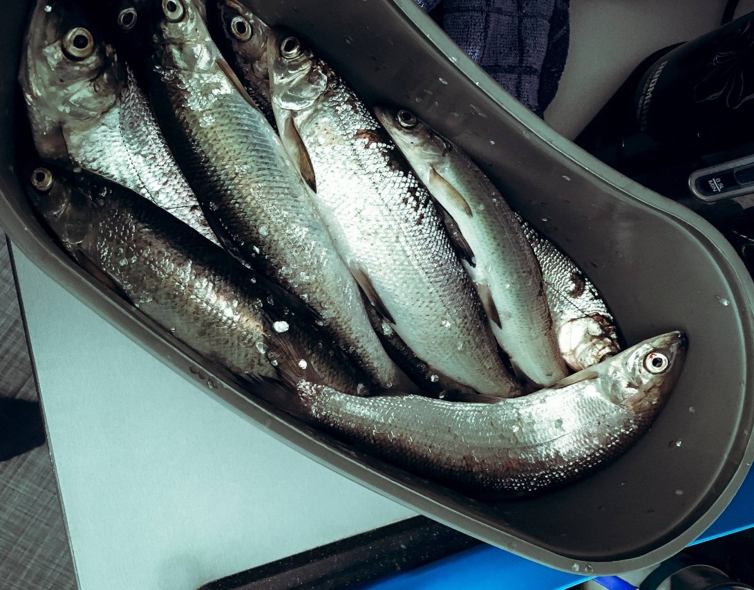 внешний вид рыбы рипус