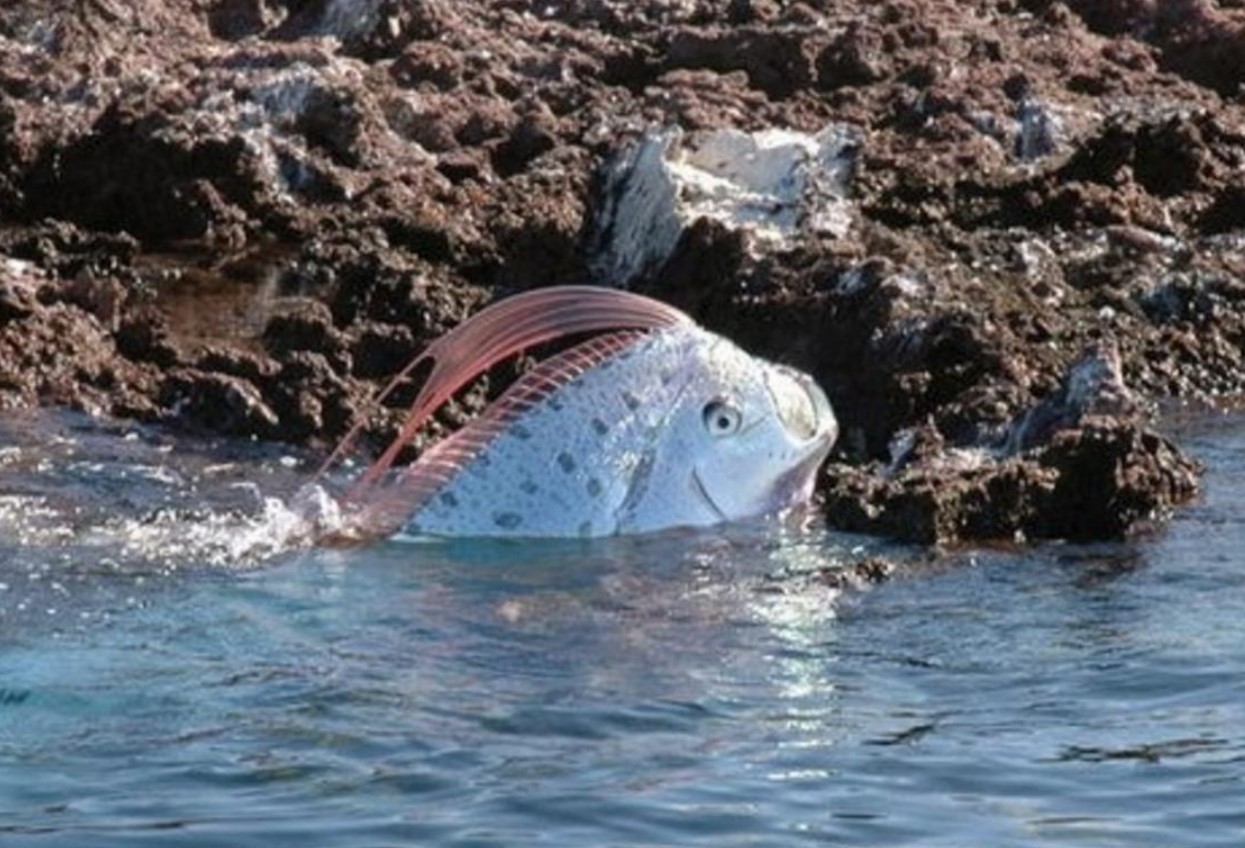 как сельдяной король предвещает цунами 