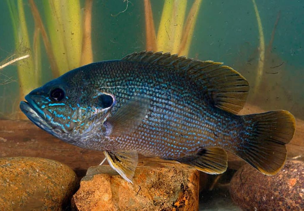 солнечник синежаберный