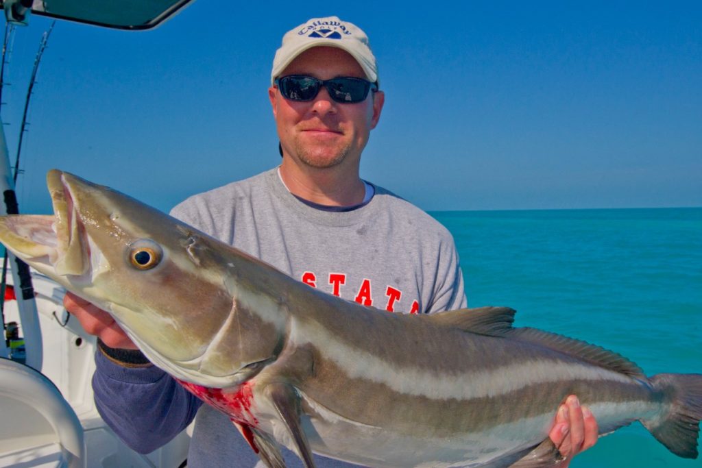 как выглядит кобия 