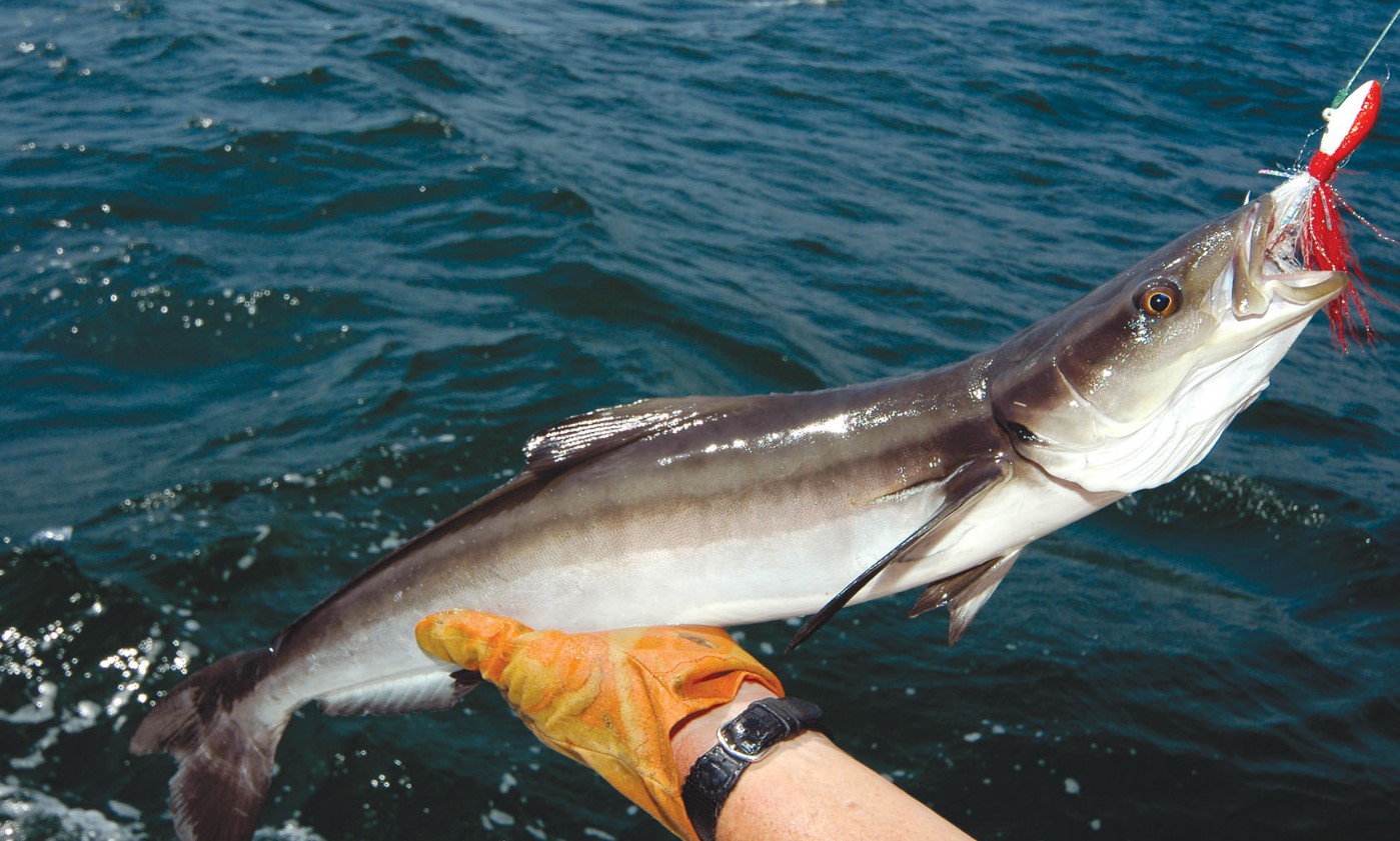 кобия в воде 