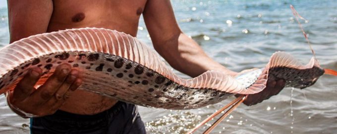 почему рыбу боятся японцы