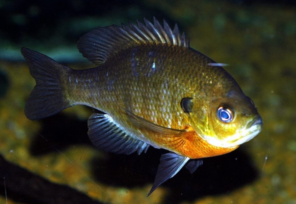 как выглядит солнечник 