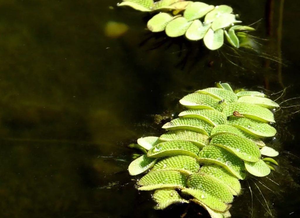 растение сальвиния 