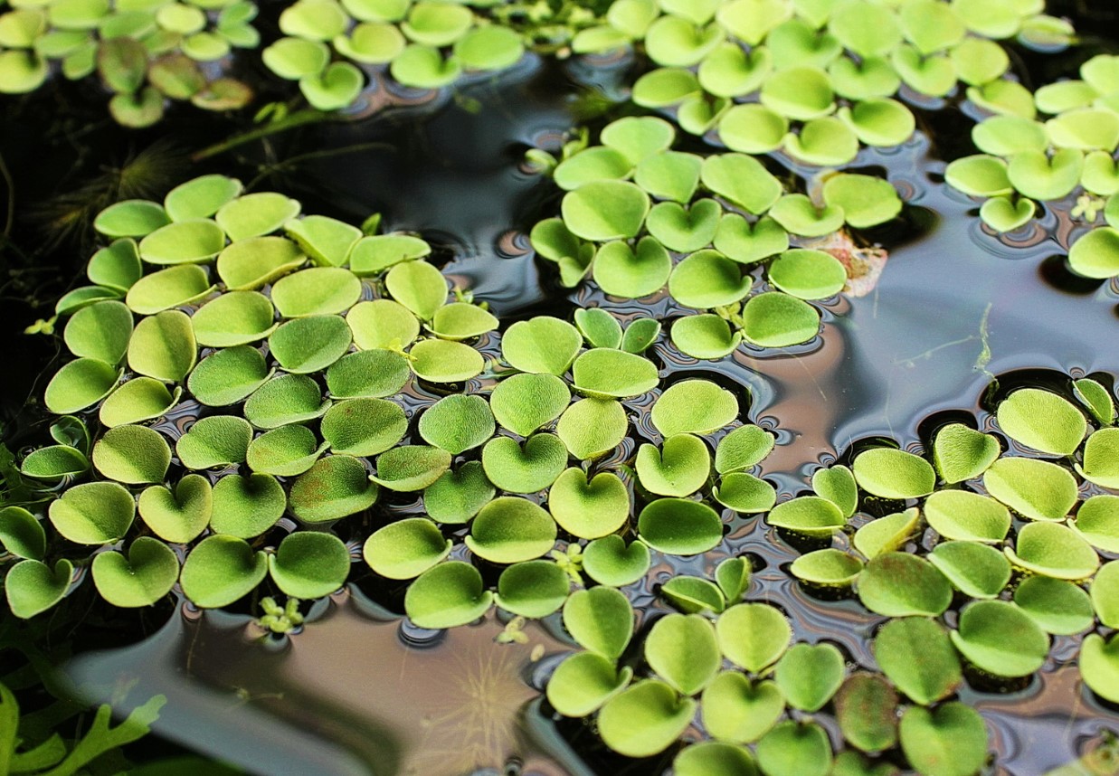 жизненный цикл сальвинии 