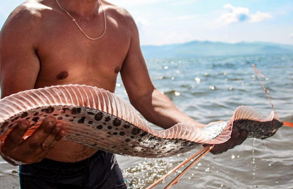 как выглядит сельдяной король 