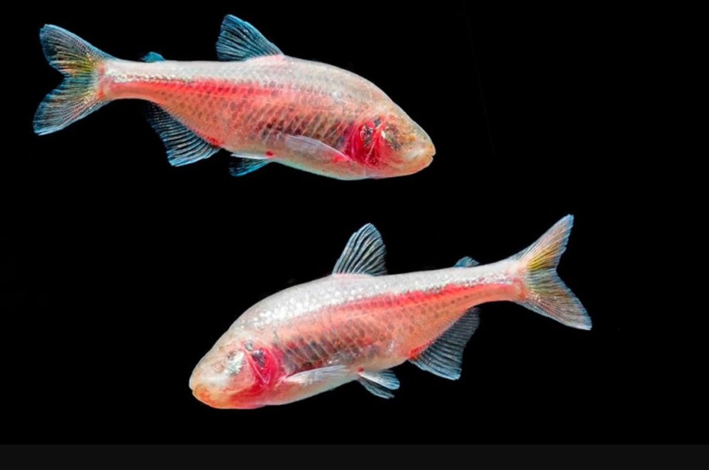 как выглядит слепая рыба 