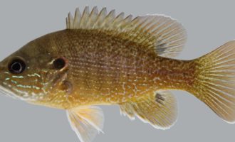 синежаберный солнечник