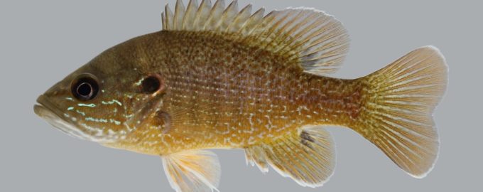 синежаберный солнечник