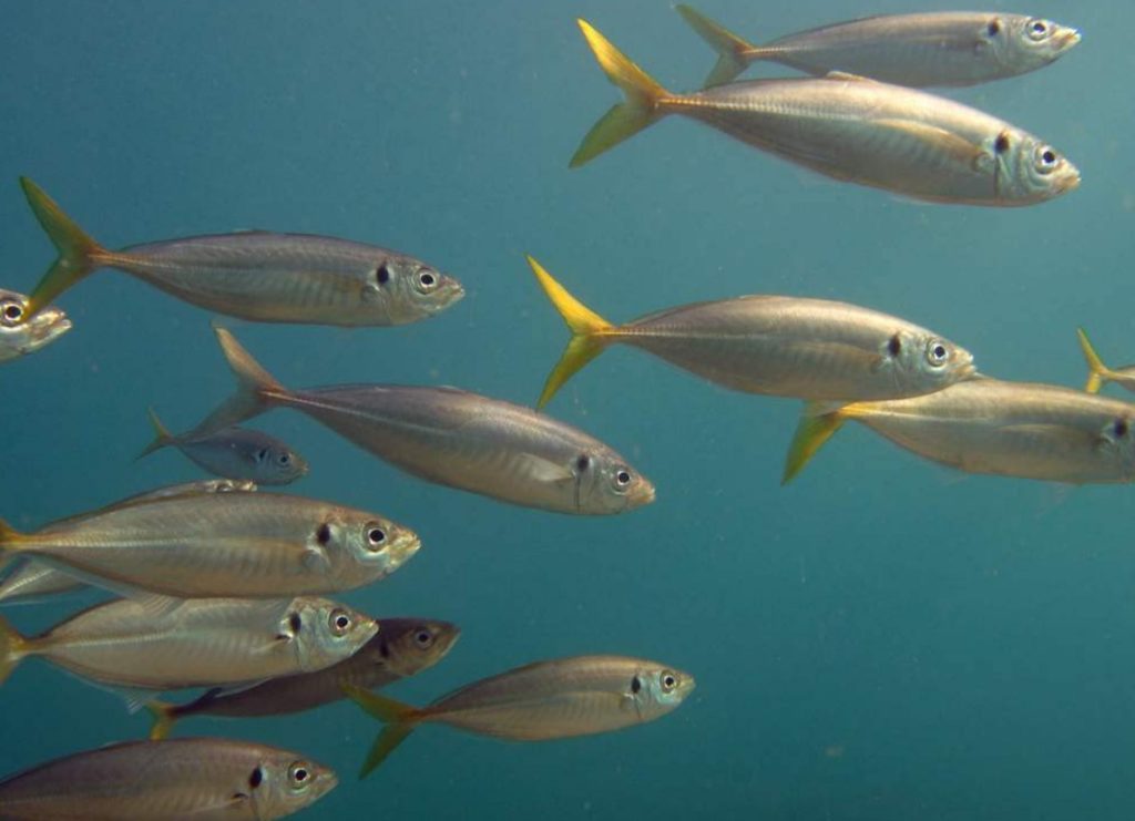 ставрида в черном море 