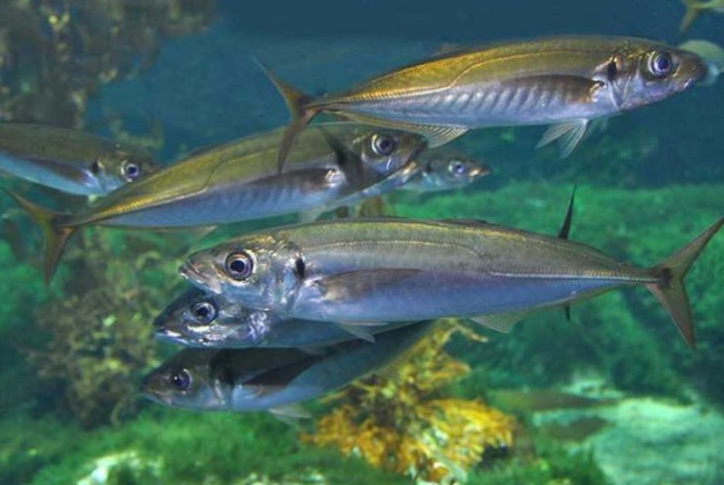 особенности ловли ставриды 