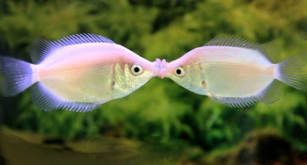 гурами целующийся