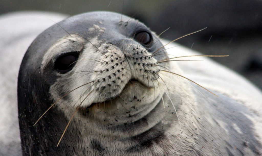 настоящий тюлень 