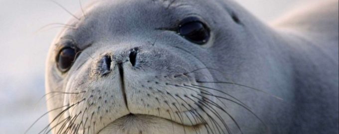 тюлень