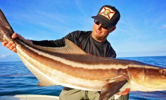 внешний вид кобии