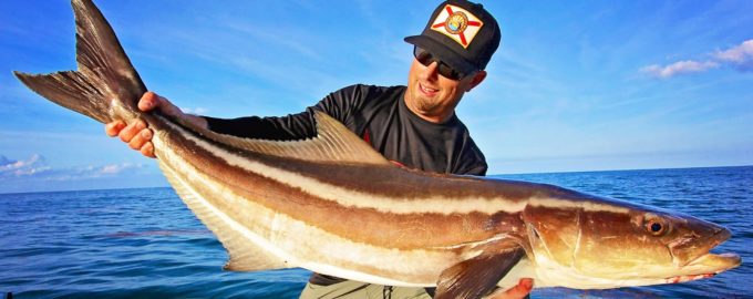 внешний вид кобии