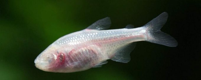 слепая рыба