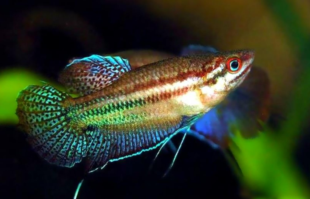 рыбка гурами 