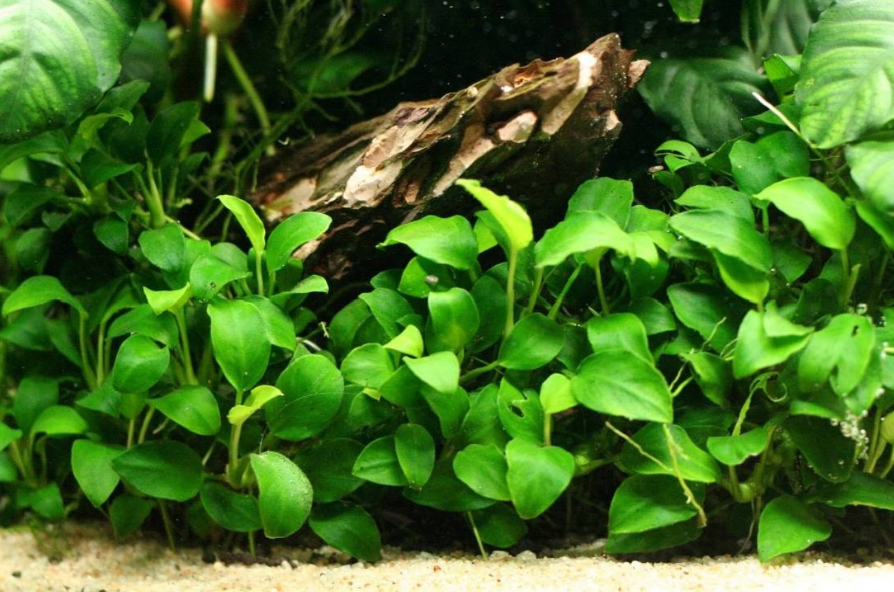 теневыносливый анубиас 