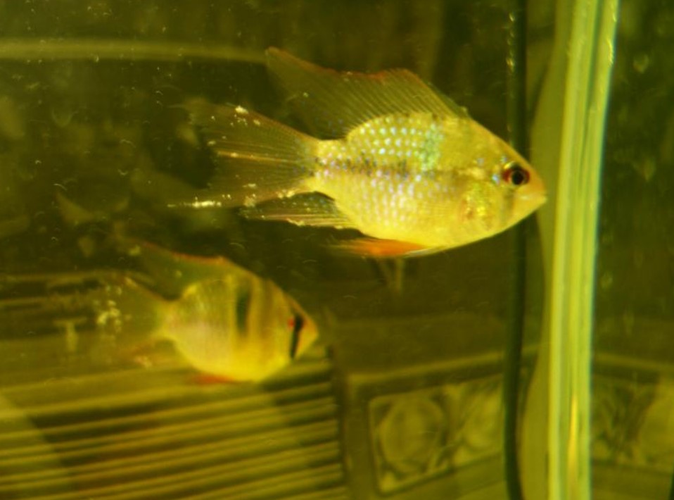 почему рыбки покрываются белыми пятнами 