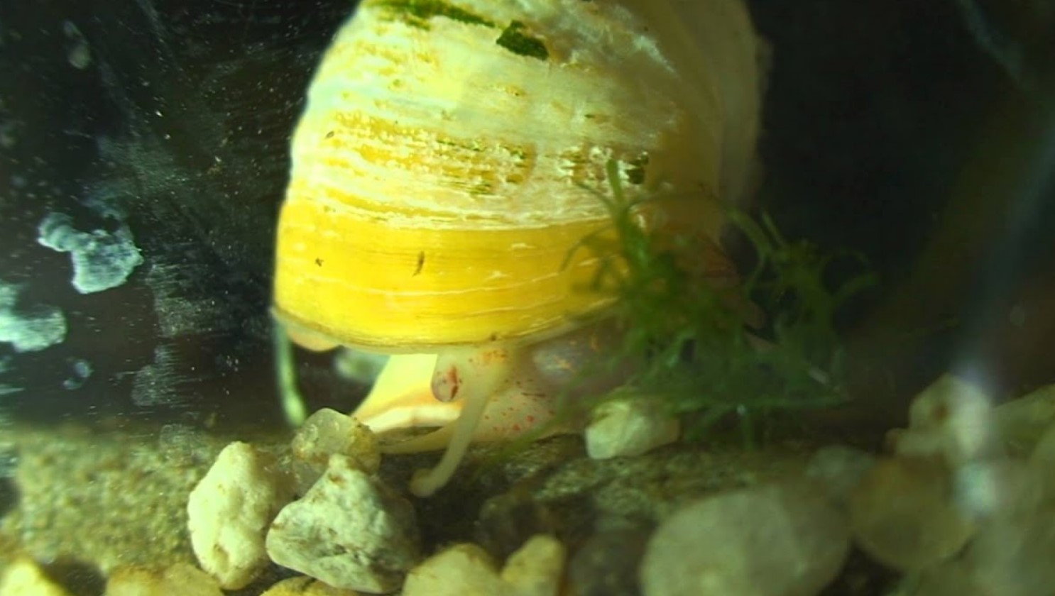 поврежденная раковина ампулярии 