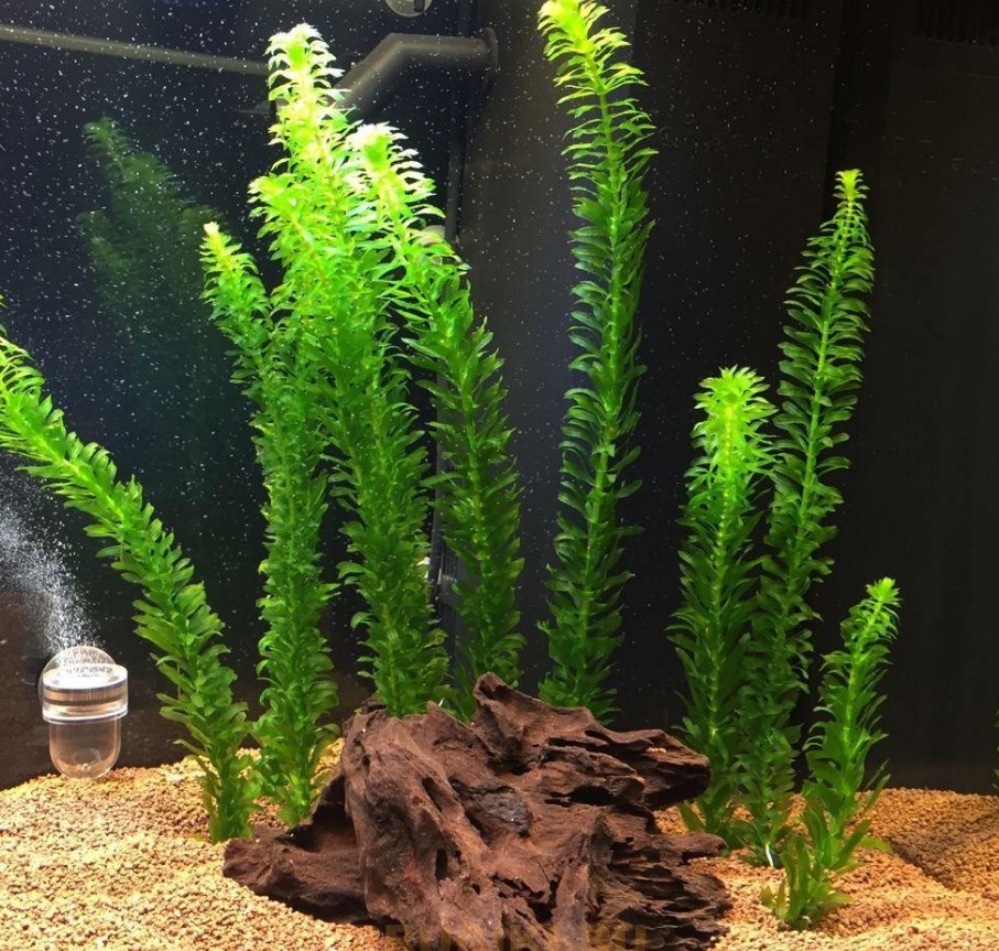 водяная чума 