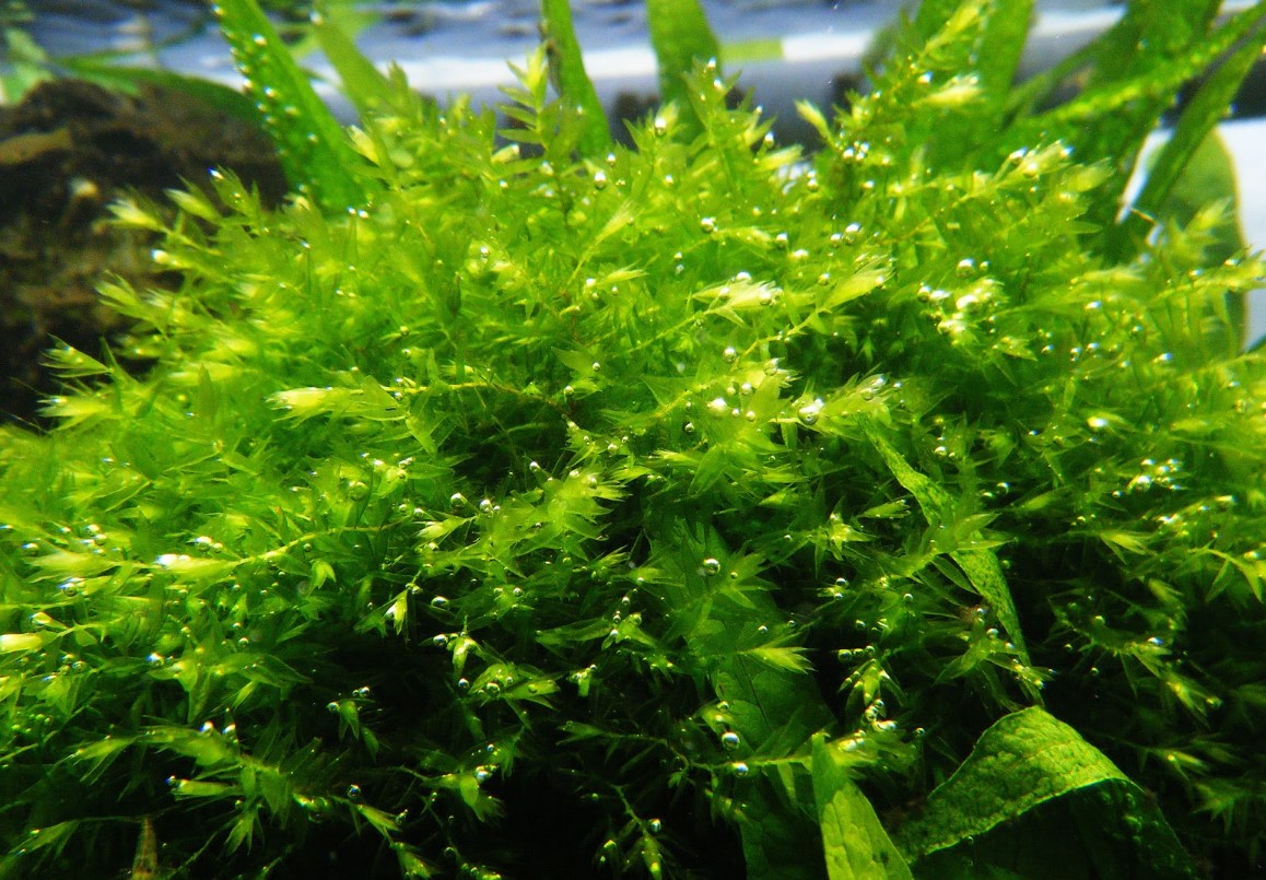 мох фонтиналис 