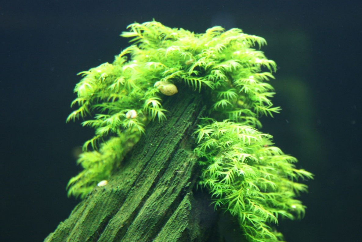 фонтиналис на коряге