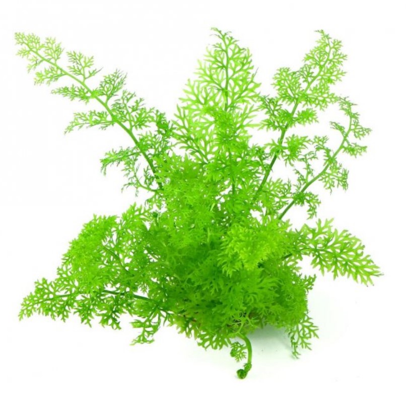 папоротник 