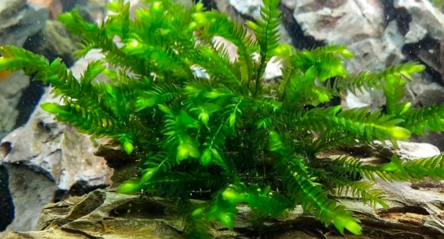 внешний вид фонтиналиса 