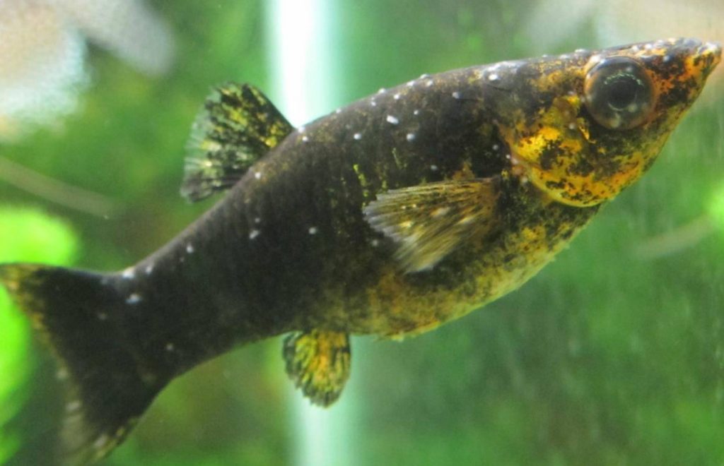 болезнь рыбок