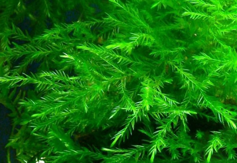 как выглядит мох фонтиналис 