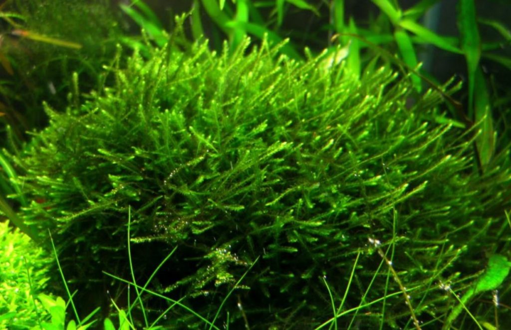 как растет мох