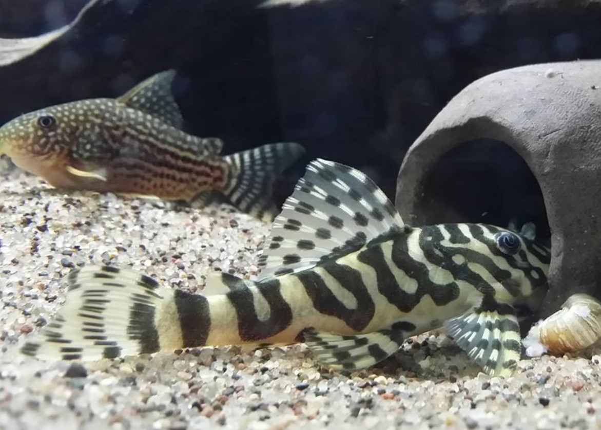 рыбки чешутся об дно 