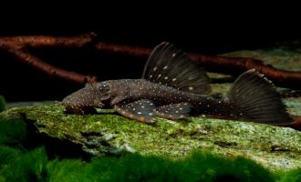 сом присоска