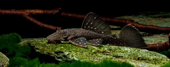 сом присоска