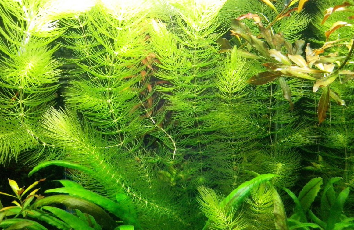 роголистник жесткий  