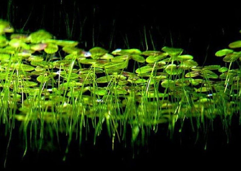 поверхностная ряска 