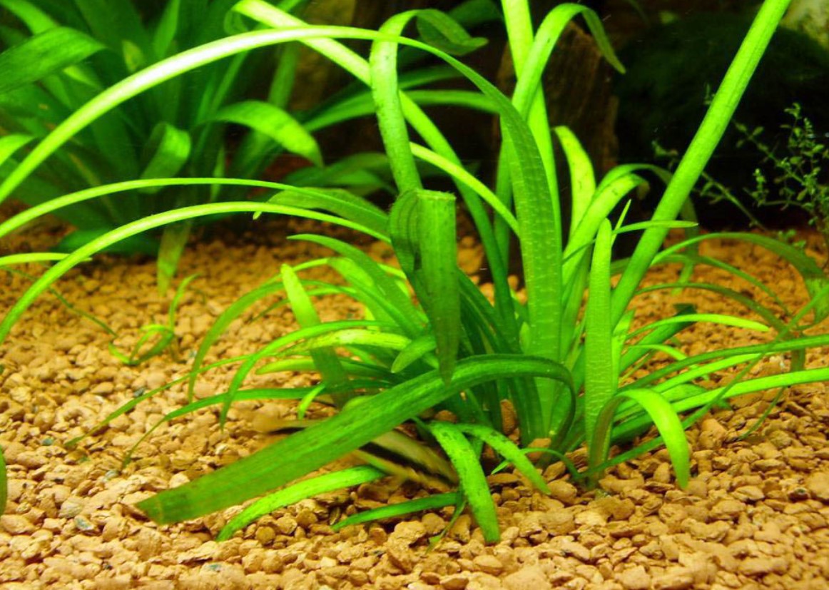 растение для переднего фона 