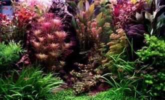 пышный травник